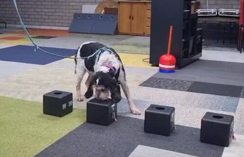 Rubi bij detectieboxen