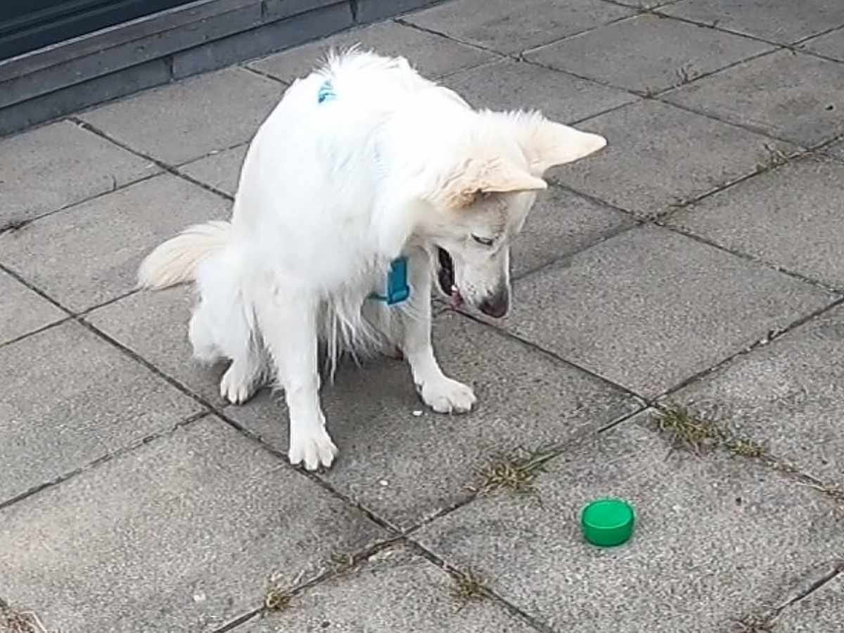dog alerting