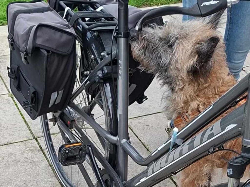 dog searching bike