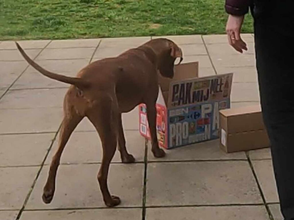 dog searching cardboard boxes