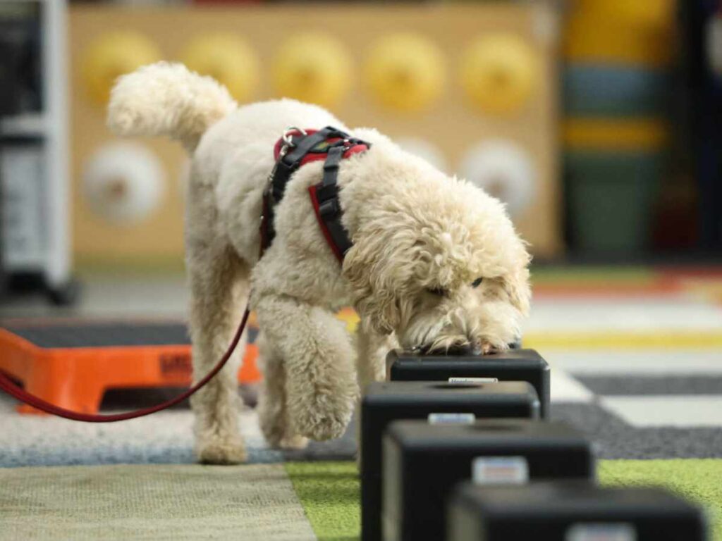 dog searching boxes