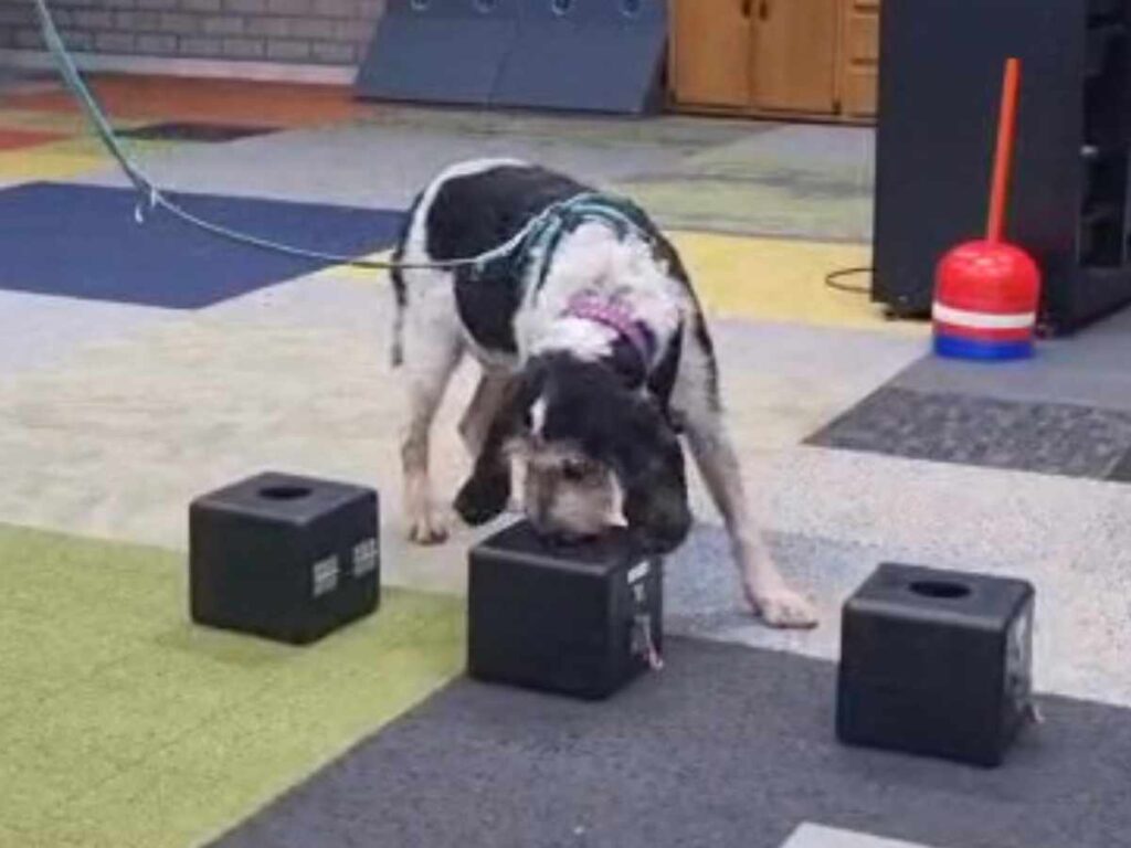 dog searching boxes