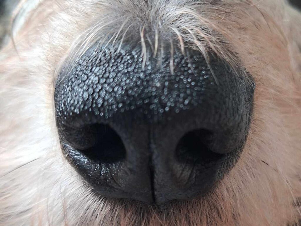 close up nose dog