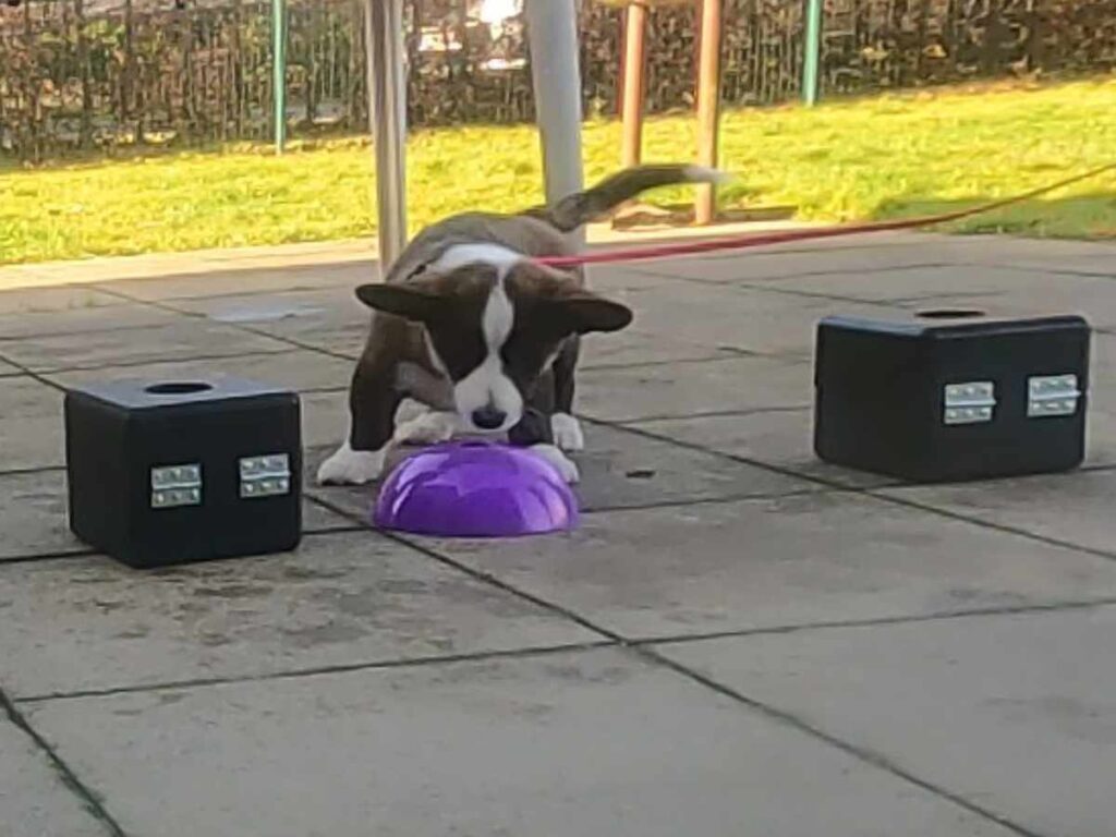 corgi pup searching boxes